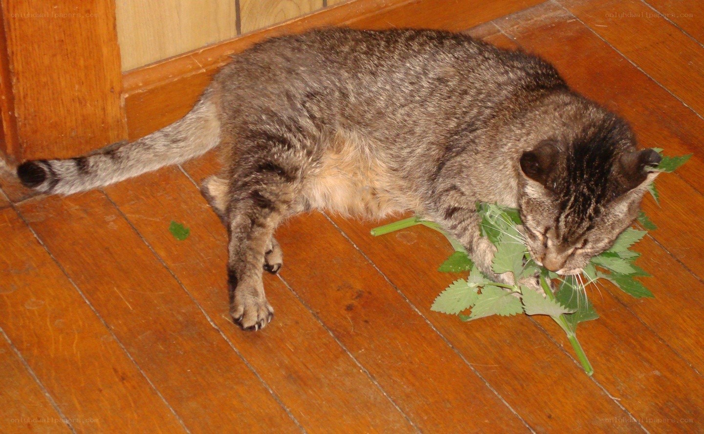 cat eating green leaves