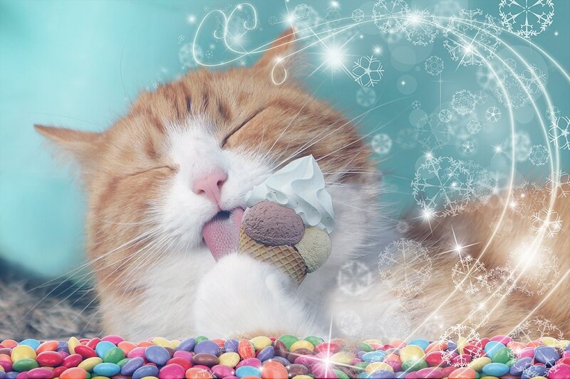 Cat Eating Ice Cream — Orange