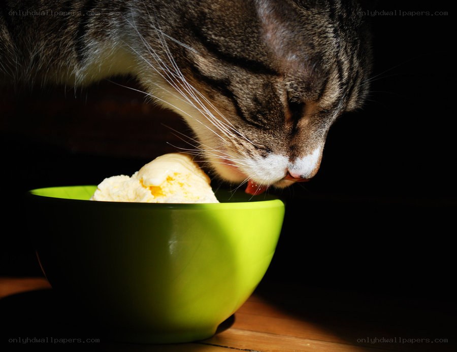 cat eating ice cream