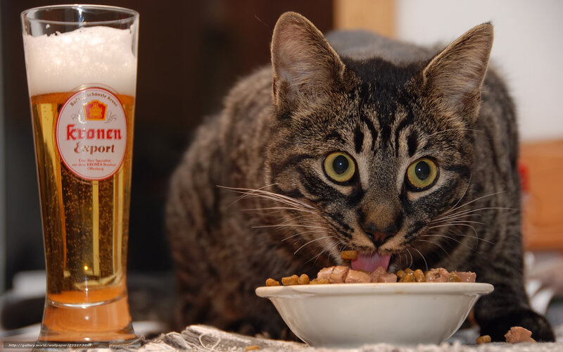 cat eating next to a beer