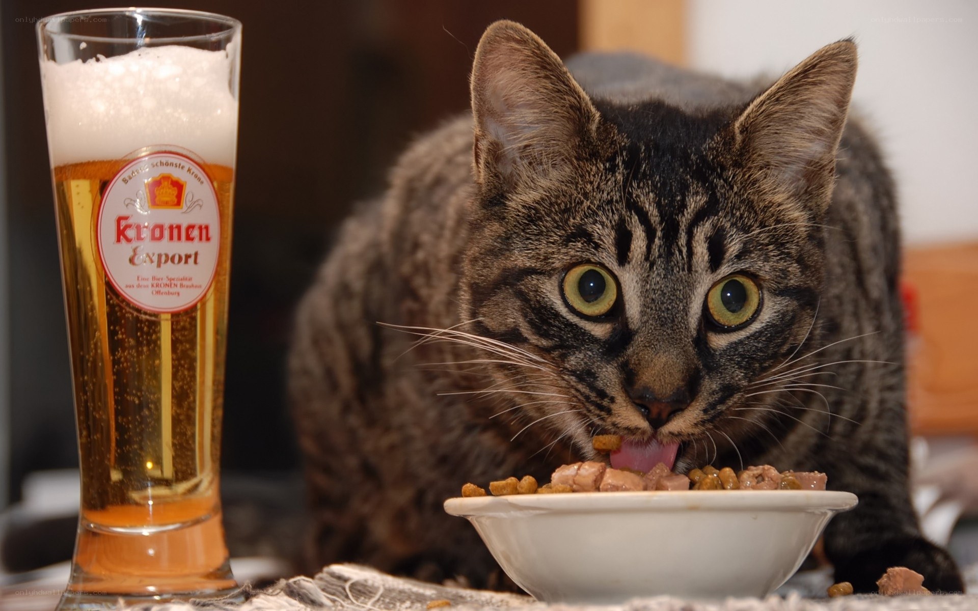 cat eating next to beer