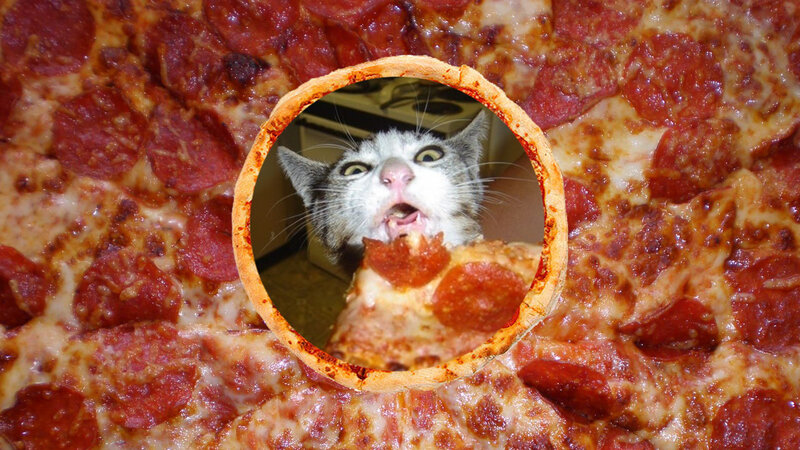 Cat Eating Pizza