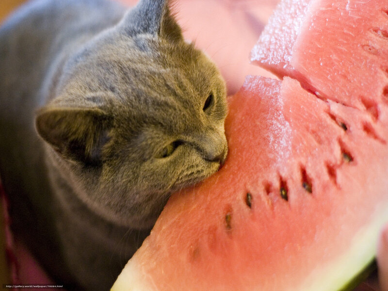cat eating watermelon slice