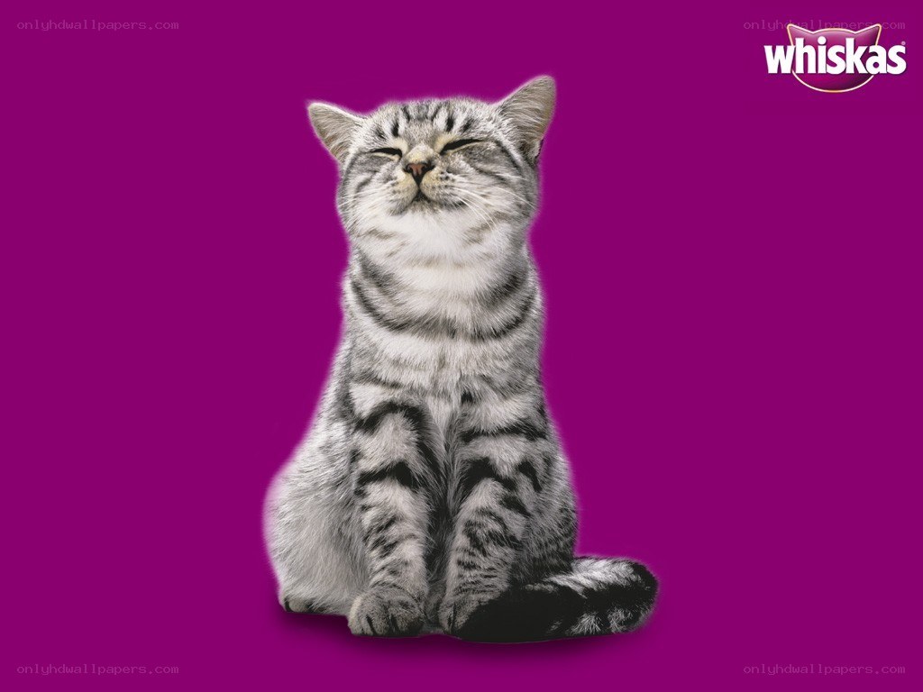 cat enjoying a moment