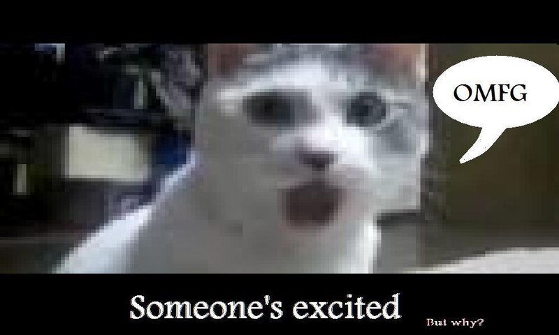 cat excited meme