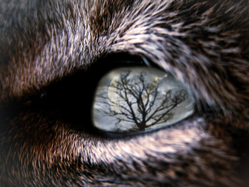 Cat Eye with Reflection