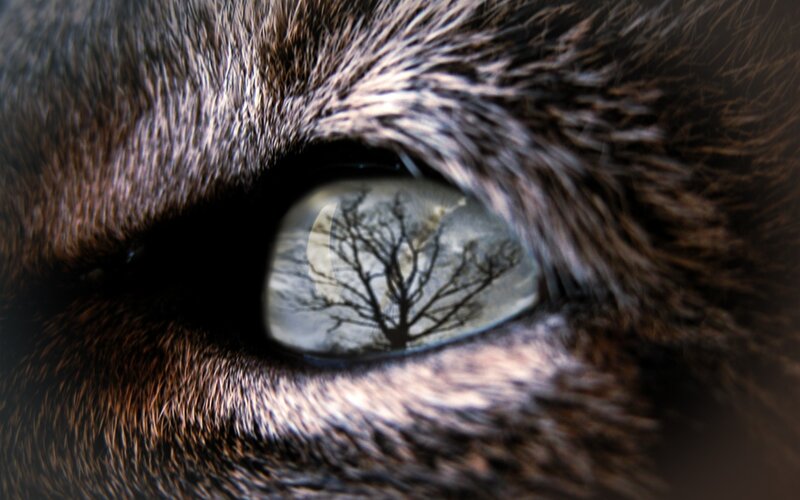 cat eye with tree reflection
