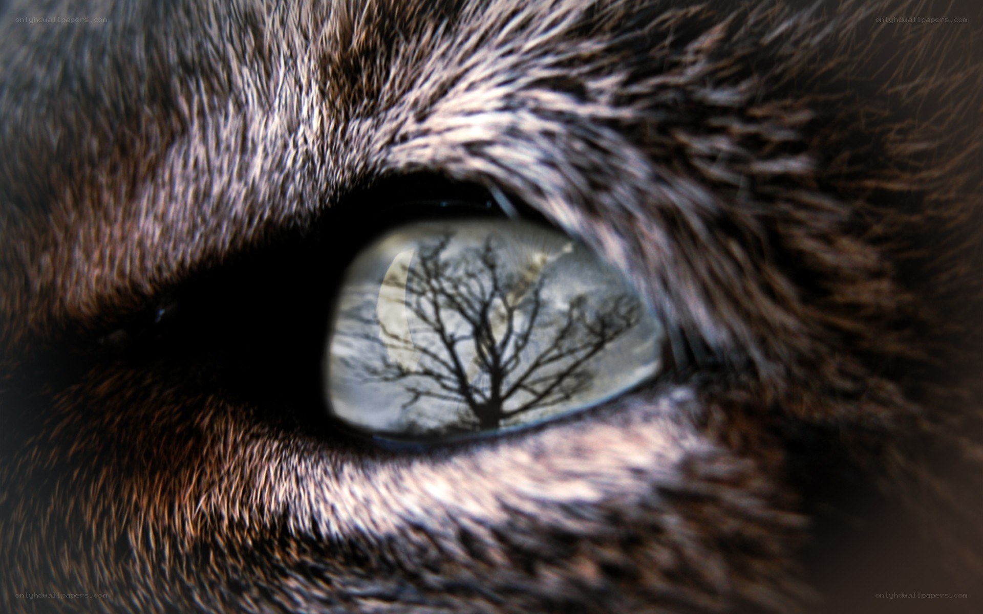 cat eye with tree reflection