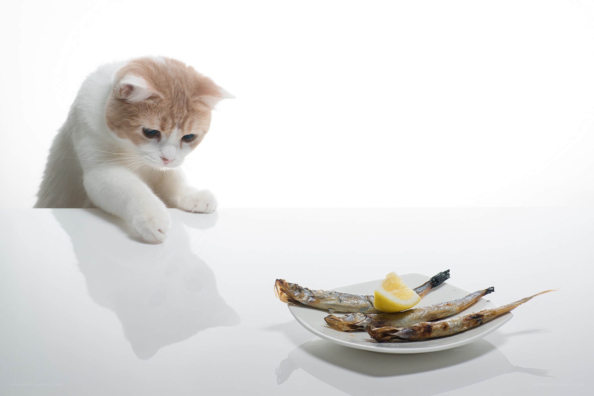 cat eyeing fish on plate