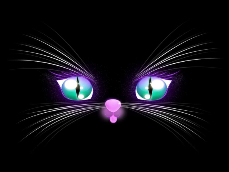 Cat Eyes and Nose