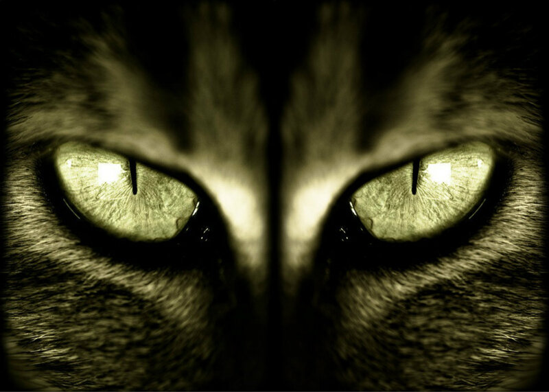 Cat Eyes Close-up — Green