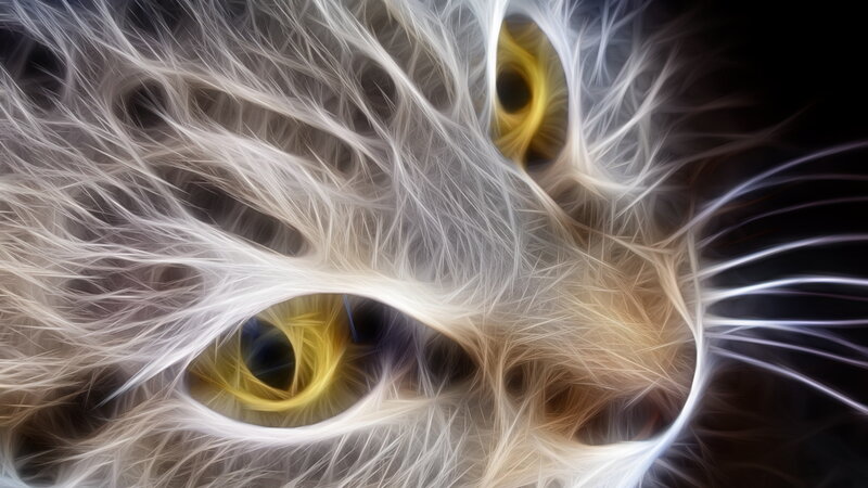 Cat Eyes Close-up