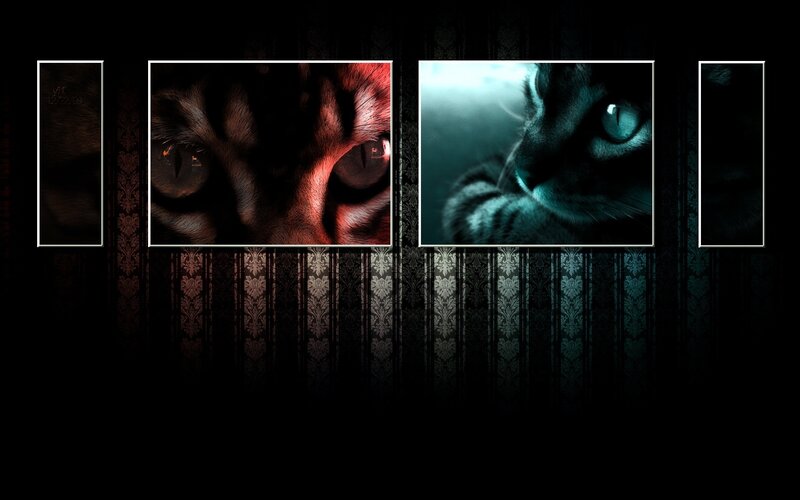 Cat eyes collage