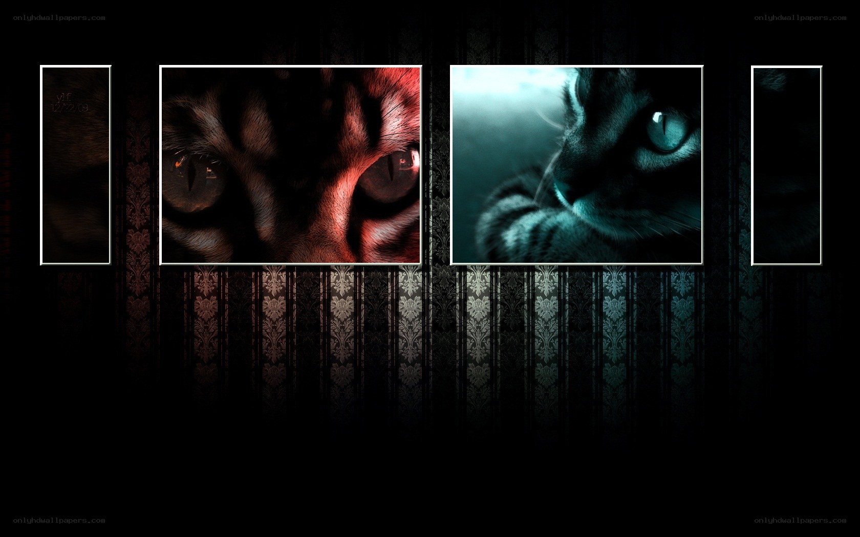 Cat eyes collage