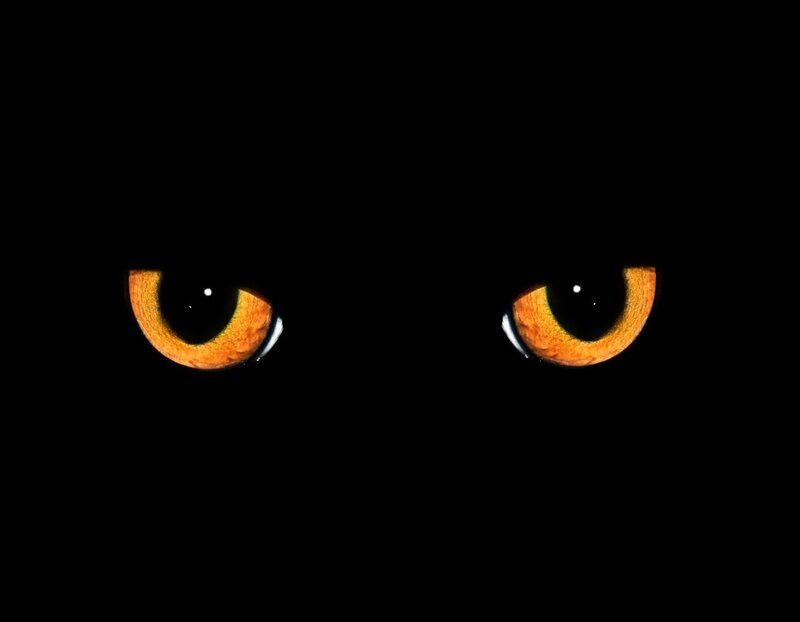 Cat Eyes in Darkness — Black, Dramatic, Night