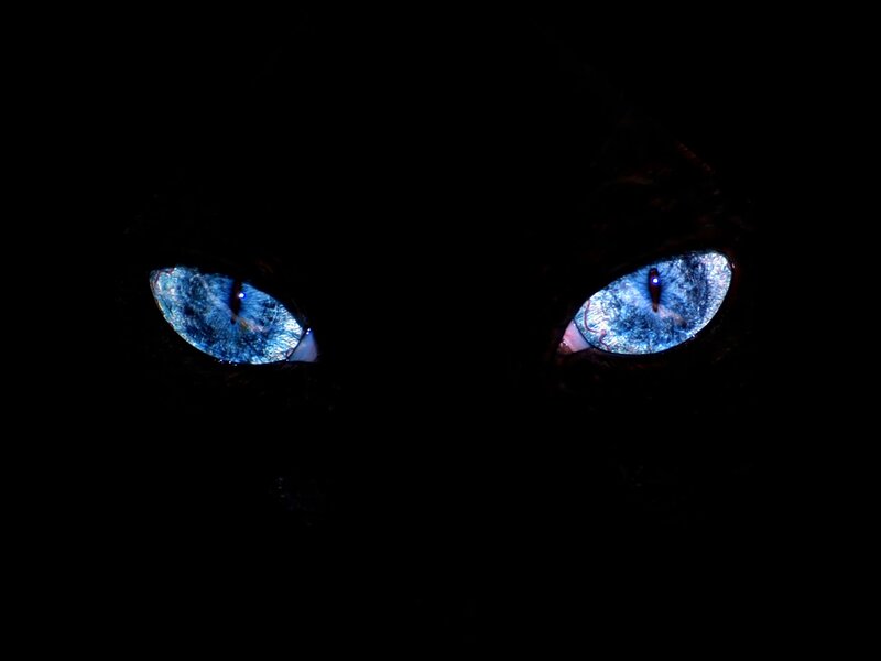 Cat Eyes in Darkness — Black, Dramatic