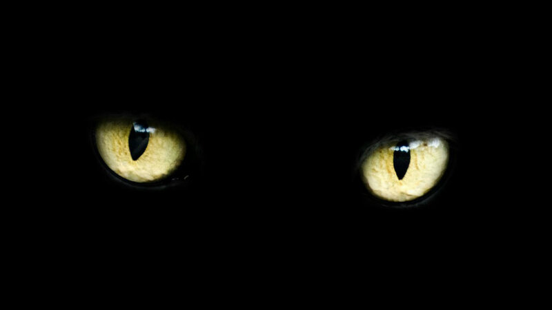 Cat Eyes in Darkness — Black, Intense