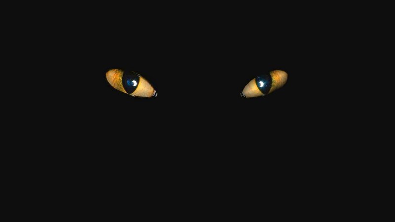 Cat Eyes in Darkness — Black, Mysterious, Night