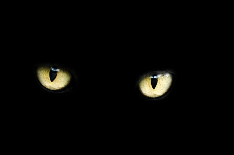 Cat Eyes in Darkness — Black, Mysterious