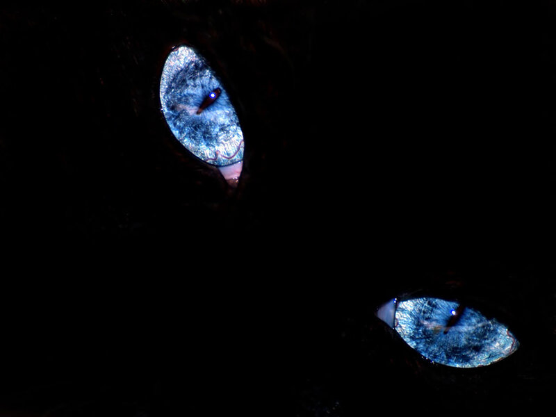 Cat Eyes in Darkness — Black