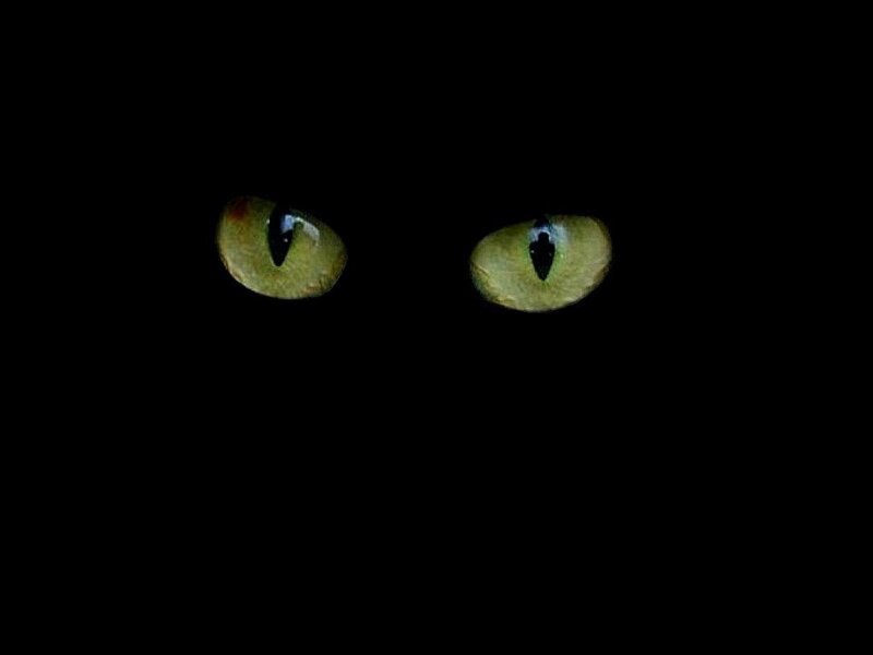 Cat Eyes in Darkness — Green