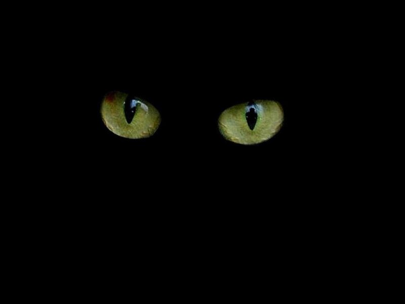Cat Eyes in Darkness
