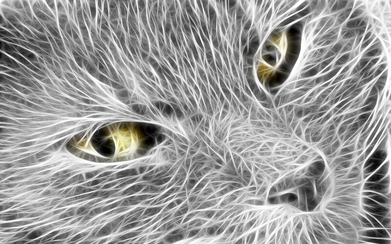 Cat Eyes in Fur