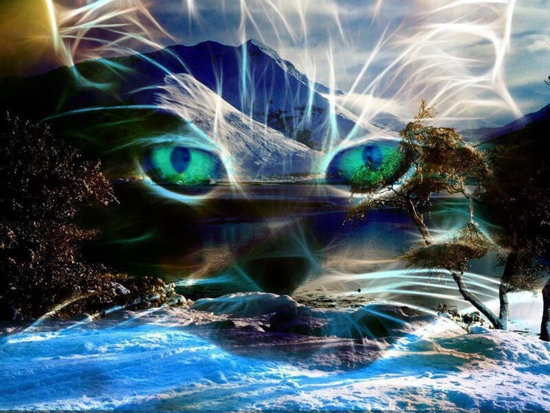 Cat Eyes in Landscape
