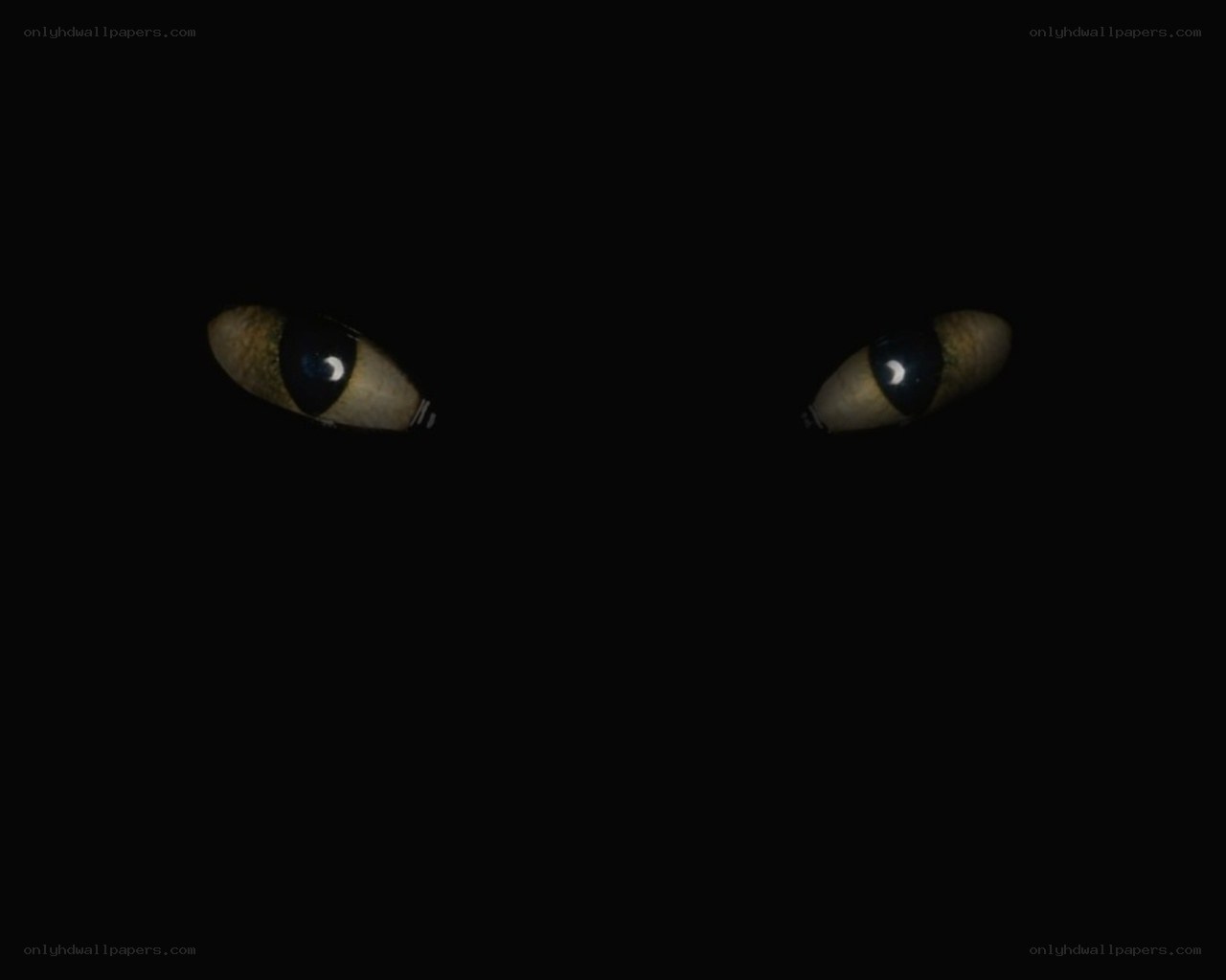 cat eyes in the dark