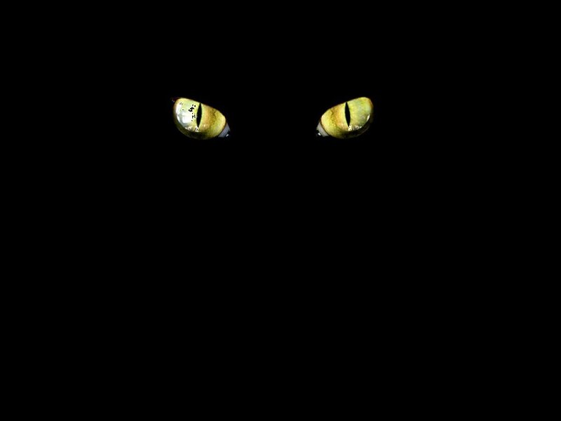 cat eyes in the dark