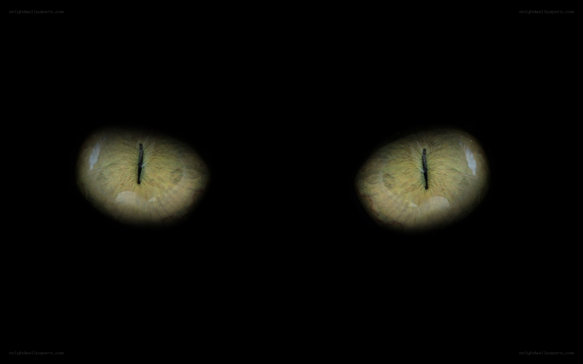 cat eyes in the dark