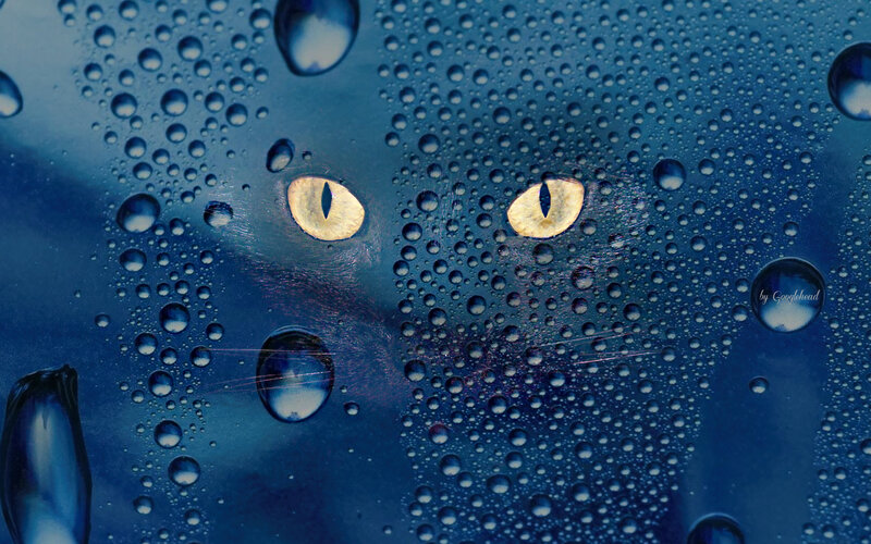 Cat Eyes Through Raindrops