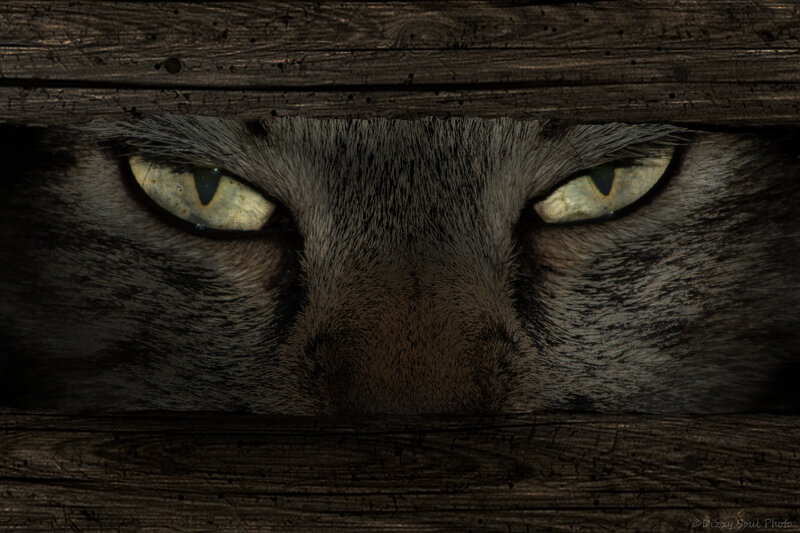 Cat Eyes Through Wood