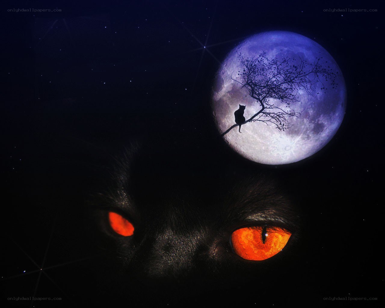 cat eyes under moonlight