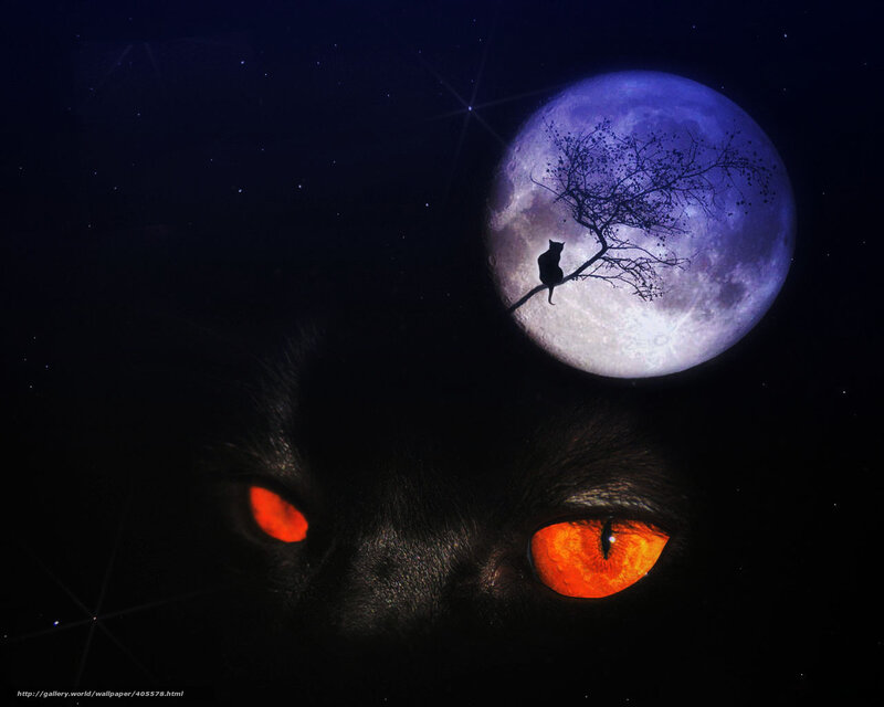 cat eyes under moonlight