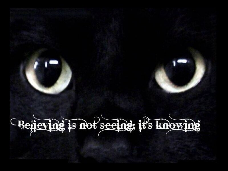 cat eyes with quote