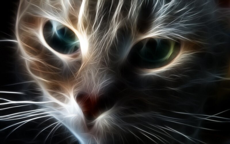 Cat Face Close-up — Black