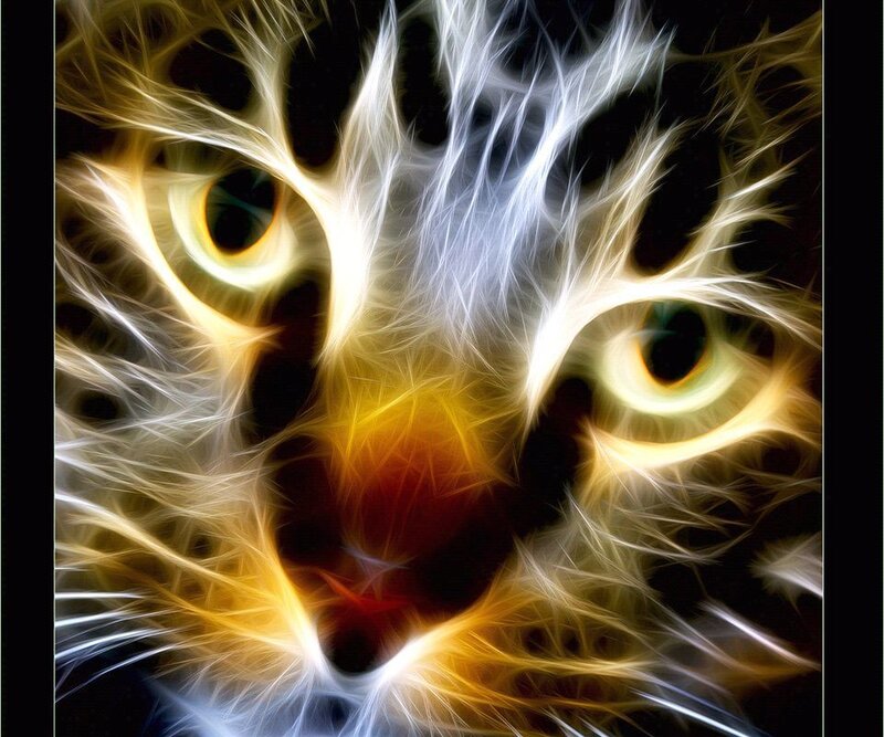 Cat Face Close-up