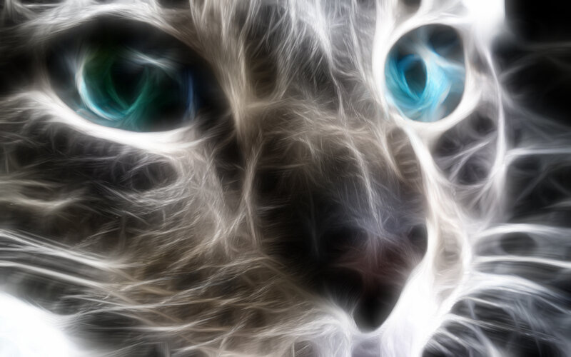 Cat Face Close-up — White
