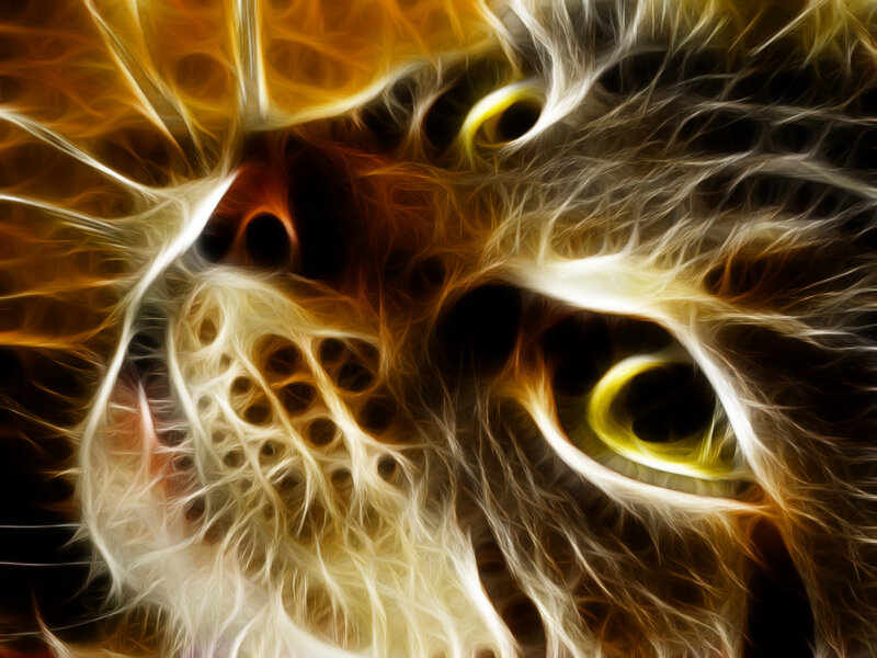 Cat Face Close-up — Yellow