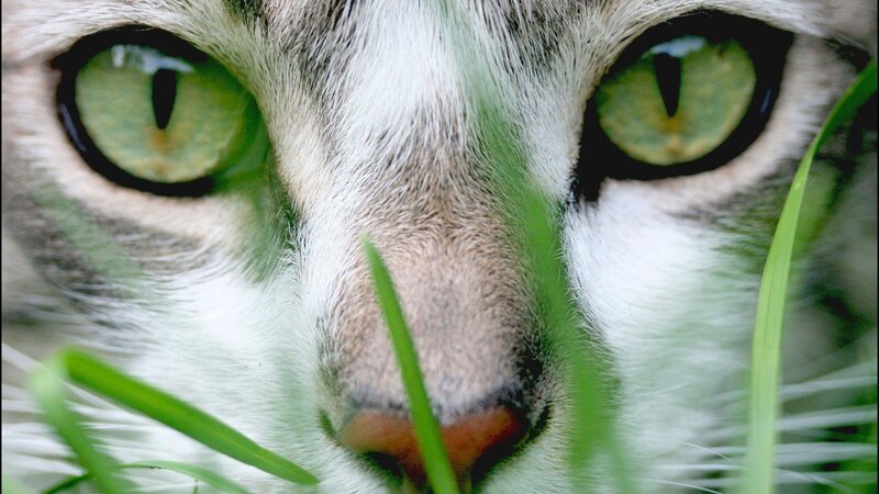 Cat Face in Grass