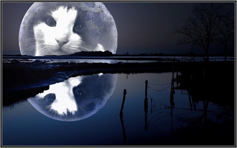 Cat Face on Moon — Blue