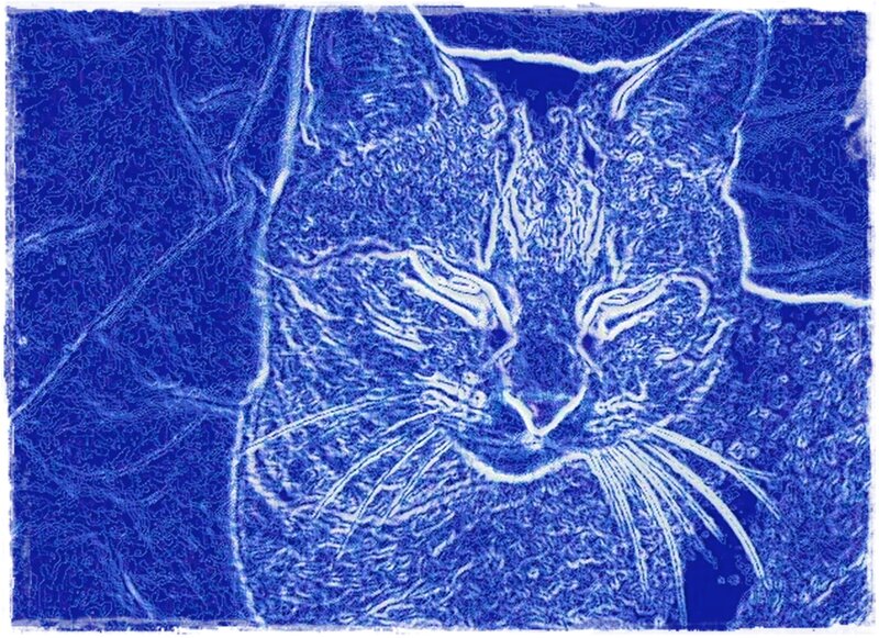 Cat Face Portrait