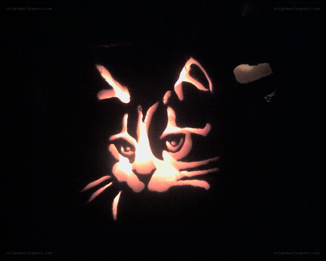 cat face pumpkin carving