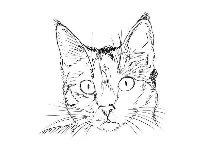 Cat Face Sketch — Black