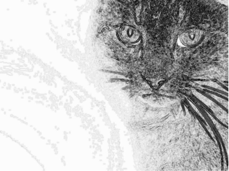 cat face sketch