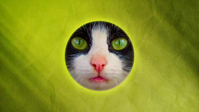 Cat Face Through Hole