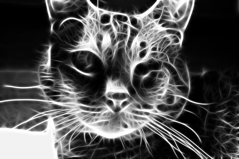 Cat Face — White