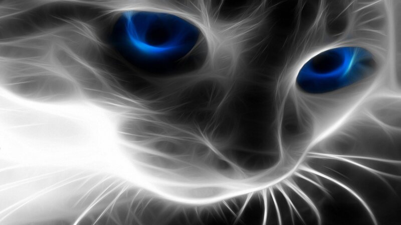 Cat Face with Blue Eyes