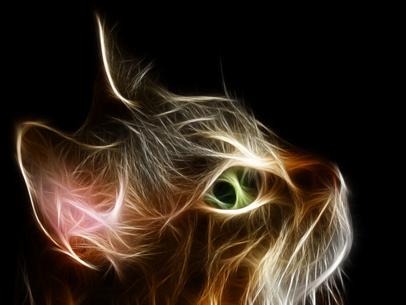 Cat Face with Glowing Eyes — Black, Dramatic